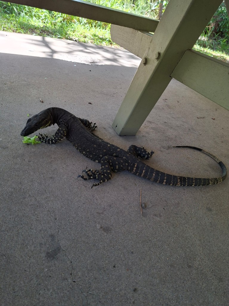 Dobroćudna Guana pridružuje se na ručku.